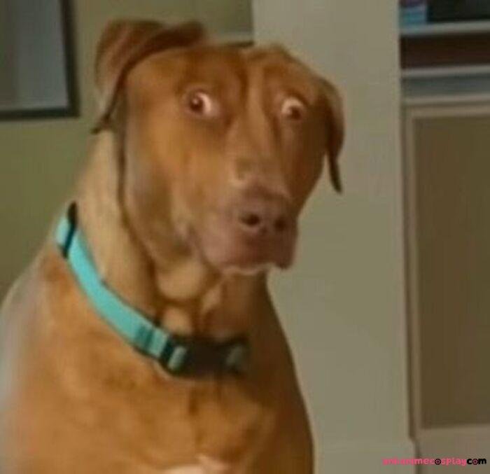 meme hốt hoảng chó hài